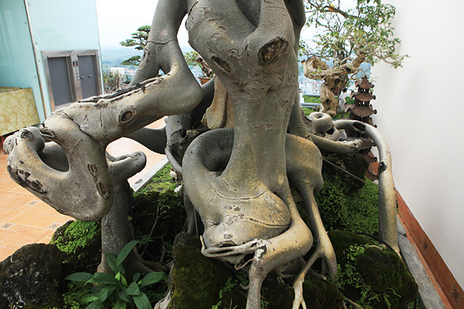 Cây bồ đề có bộ rễ ảo diệu, có tiền thiếu duyên cũng không mua được